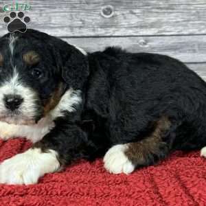 Oreo, Bernedoodle Puppy